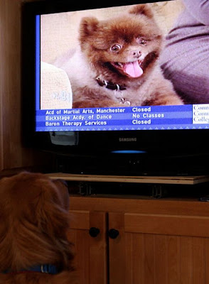 Pets watching TV Seen On www.coolpicturegallery.us