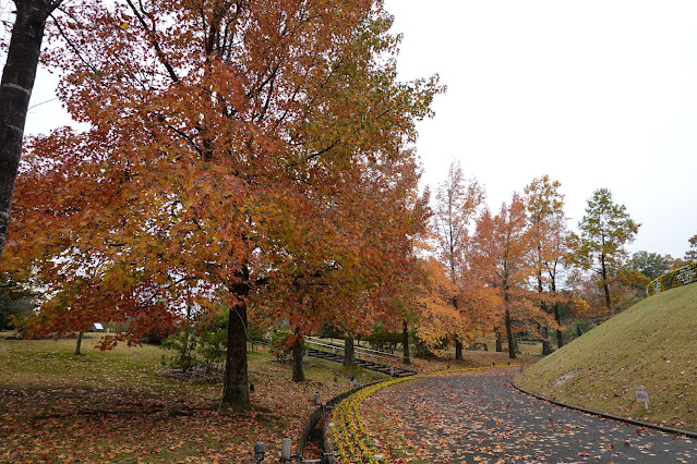 鳥取県西伯郡南部町鶴田　とっとり花回廊　紅葉