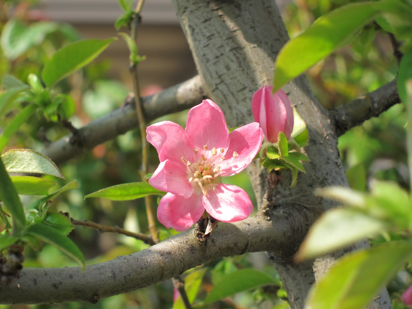 四季の花たち クリックすると写真が大きくなります かりんの花 花梨 別名 安蘭樹 アンランジュ