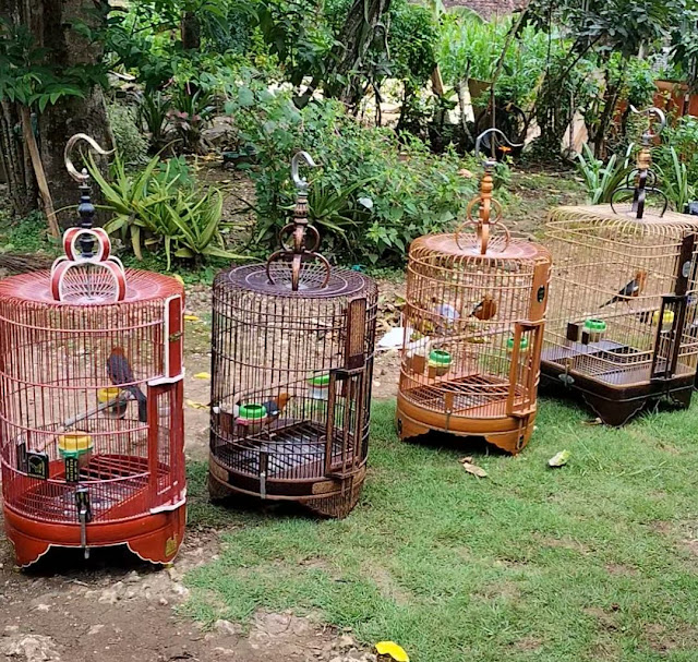 Beberapa Tanda Burung Anis Merah Mau Mengeluarkan Bunyi