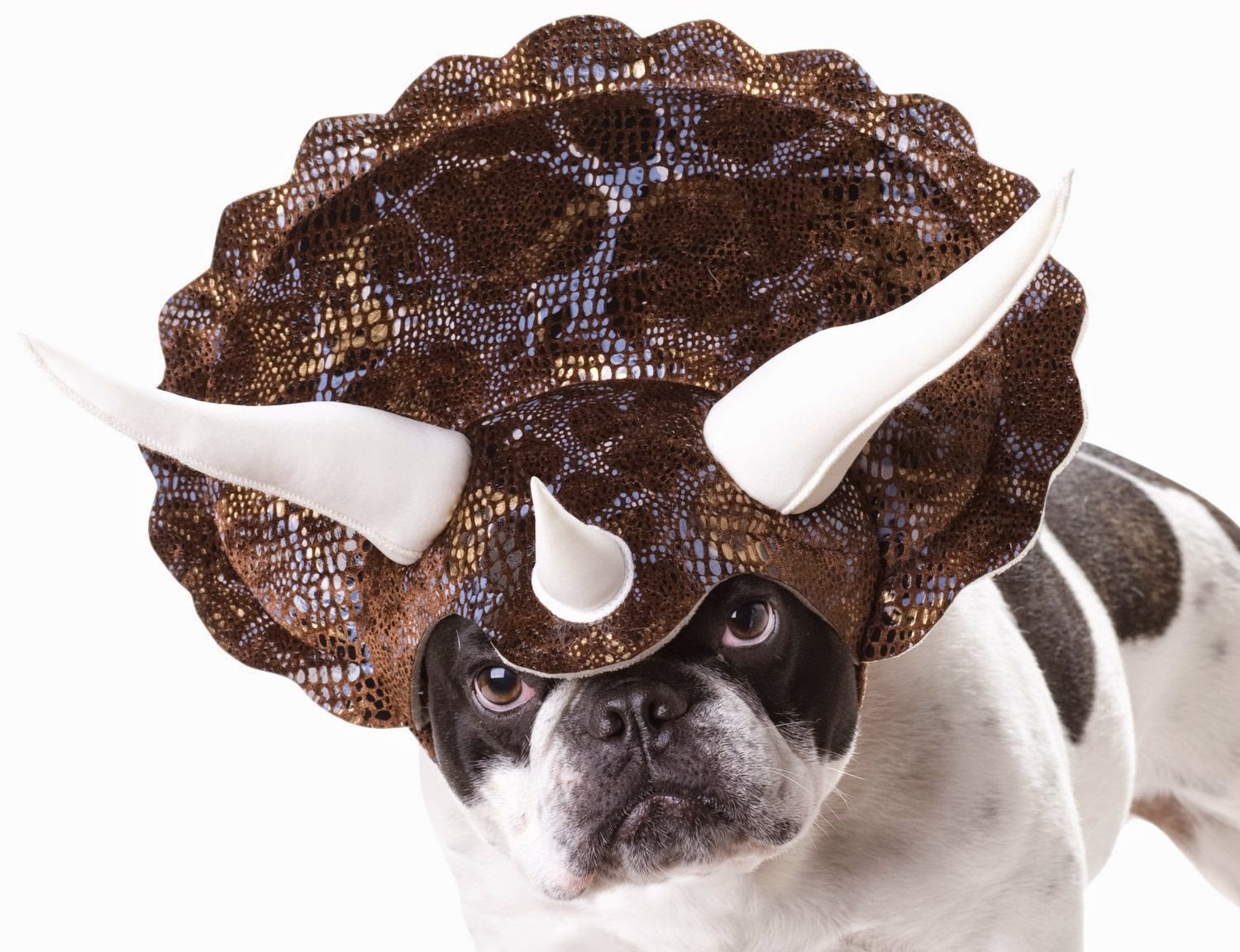 Halloween costume head piece for dogs