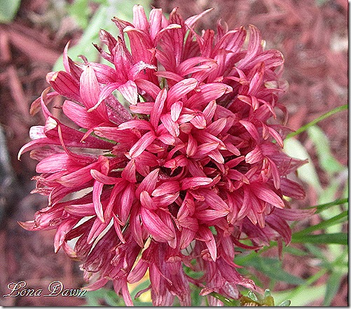 Gaillardia_PulchellaDazzler_RedJuly2