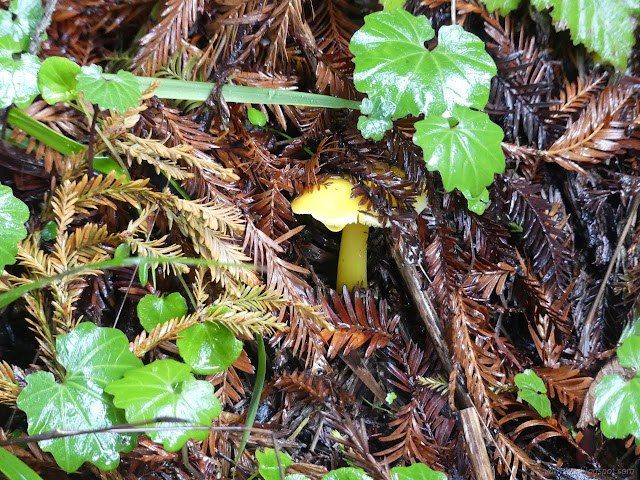 05: bright yellow mushroom almost buried in redwood litter