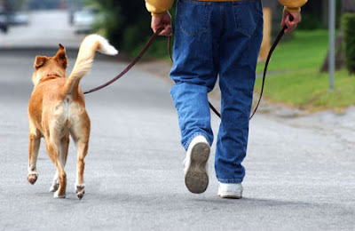 Dog Obedience Training - How to Train Your Dog to Walk