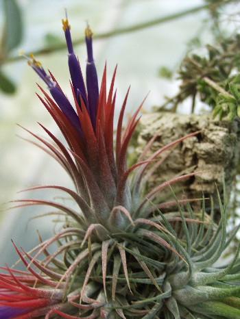 Air plant Tillandsia ionantha from here Belongs within Poales