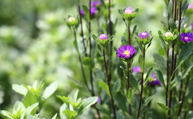 China Aster Flowers Pictures