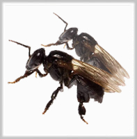 Lebah madu klanceng trigona