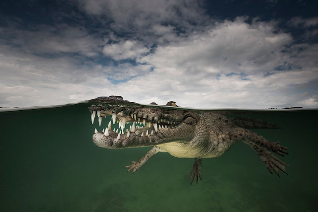 Fotógrafo registra incríveis imagens da vida marinha dentro e fora d'água