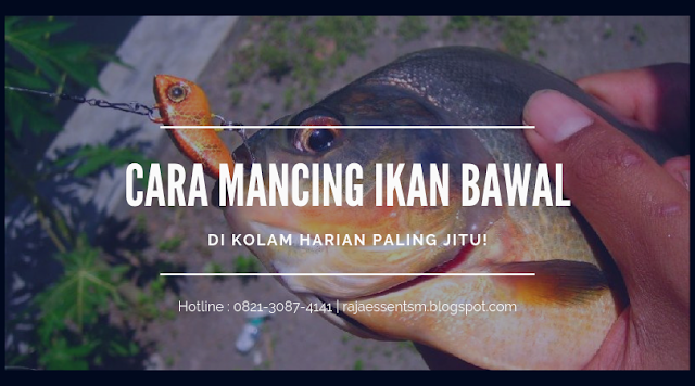 https://rajaessentsm.blogspot.com/2018/12/cara-mancing-ikan-bawal-di-kolam-harian.html