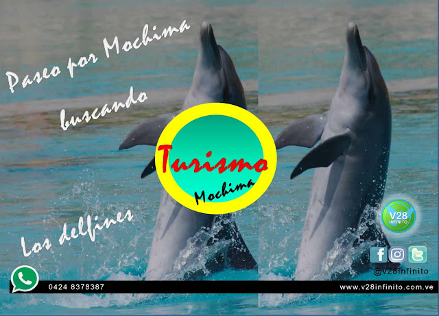 imagen Delfines en mochima tours 