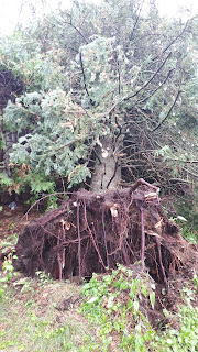 A large spruce tree, blown over with its roots exposed