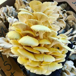 Yellow oyster mushrooms