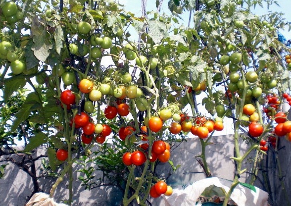 how to grow tomatoes