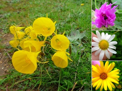 Ver flores runa
