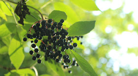 autumn berries black nature 