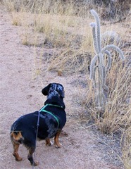 IMG_0250 (Medium)