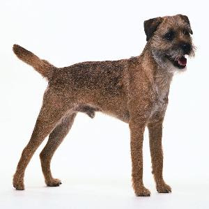 terrier breed