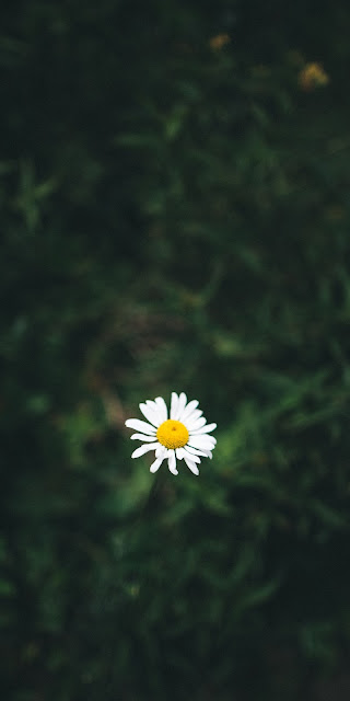 The lonely daisy