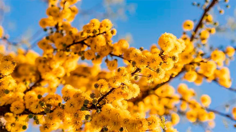 28 de Julio Dia del Arbol Entrerriano