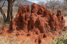 Termites