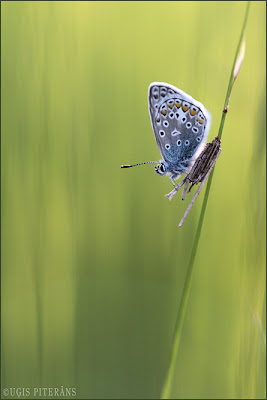 Parastais zilenītis (Polyommatus icarus) uz makstneša (Psychidae) kāpura mājiņas