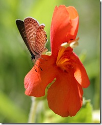 Mimulus cardinalis