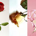 Wallpapers Flowers for iPhone p21
