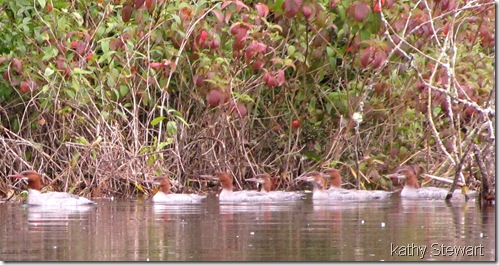 Mergansers