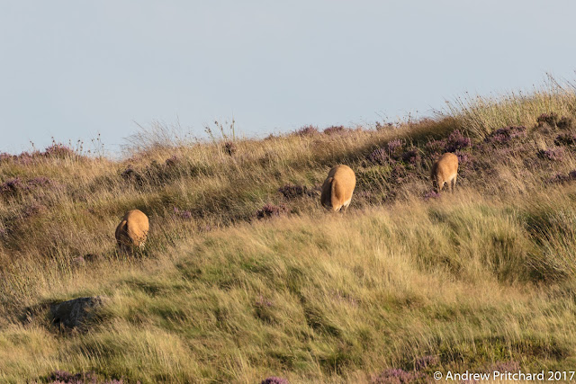 Three deer with heads down eating grass.