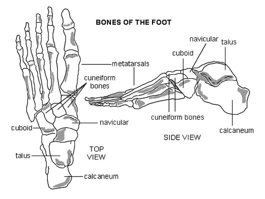 human skeleton drawing. human skeleton diagram