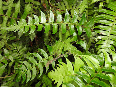 Blade of Scale-stem Cyrtomidictyum