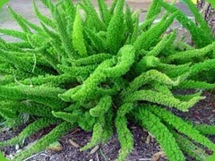 Asparagus
