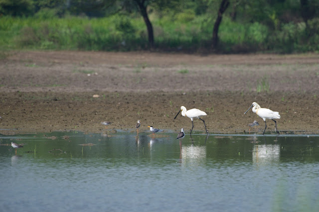 River Tern (Sterna aurantia) नदी कुर्री, नदी टेहरी October 2023 Jabalpur, M.P., India