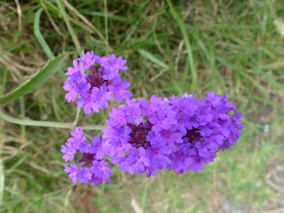 Verbena rigida - Verveine rigide