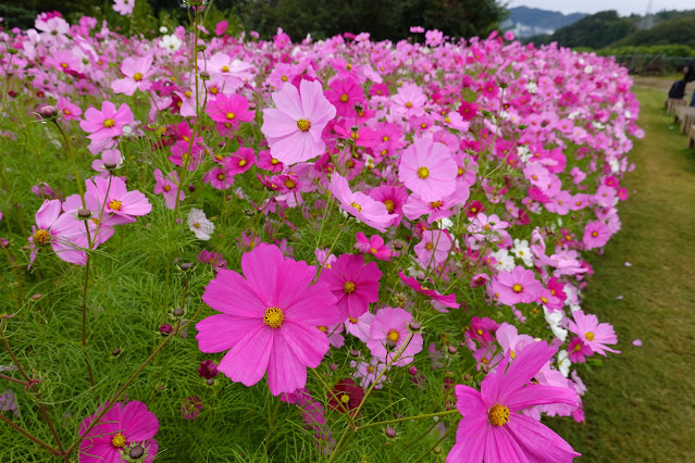 鳥取県西伯郡南部町鶴田　とっとり花回廊　秘密の花園