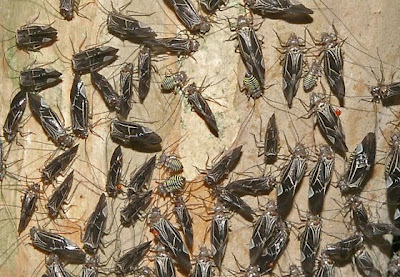 Colony_Bug_Horde_Giant_Insects_Image_Picture_Immagine_Insetti_mostruosi