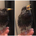 People Are Blown Away By The Remarkable Mimicry Talents of This European Starling