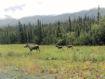 Once We Stopped, They Just went on with their Business of Eating.