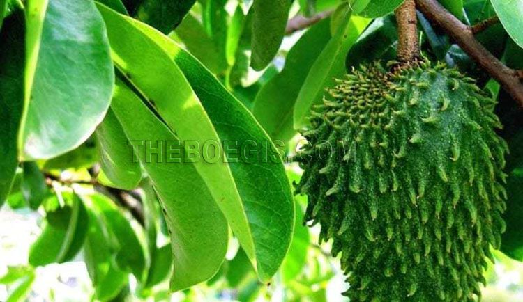 Soursop can we say as a super plant, why? this is because there have been many studies conducted and found that almost all parts of soursop starting from the skin, leaves, roots, and of course the fruit can be used as a powerful traditional herbal for the human body, health, or even the outside.