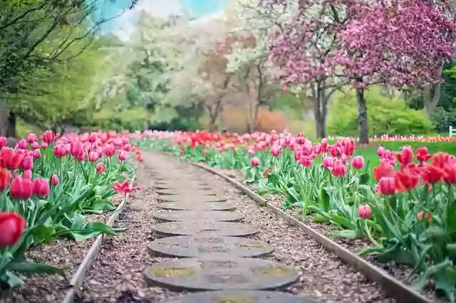 School Garden