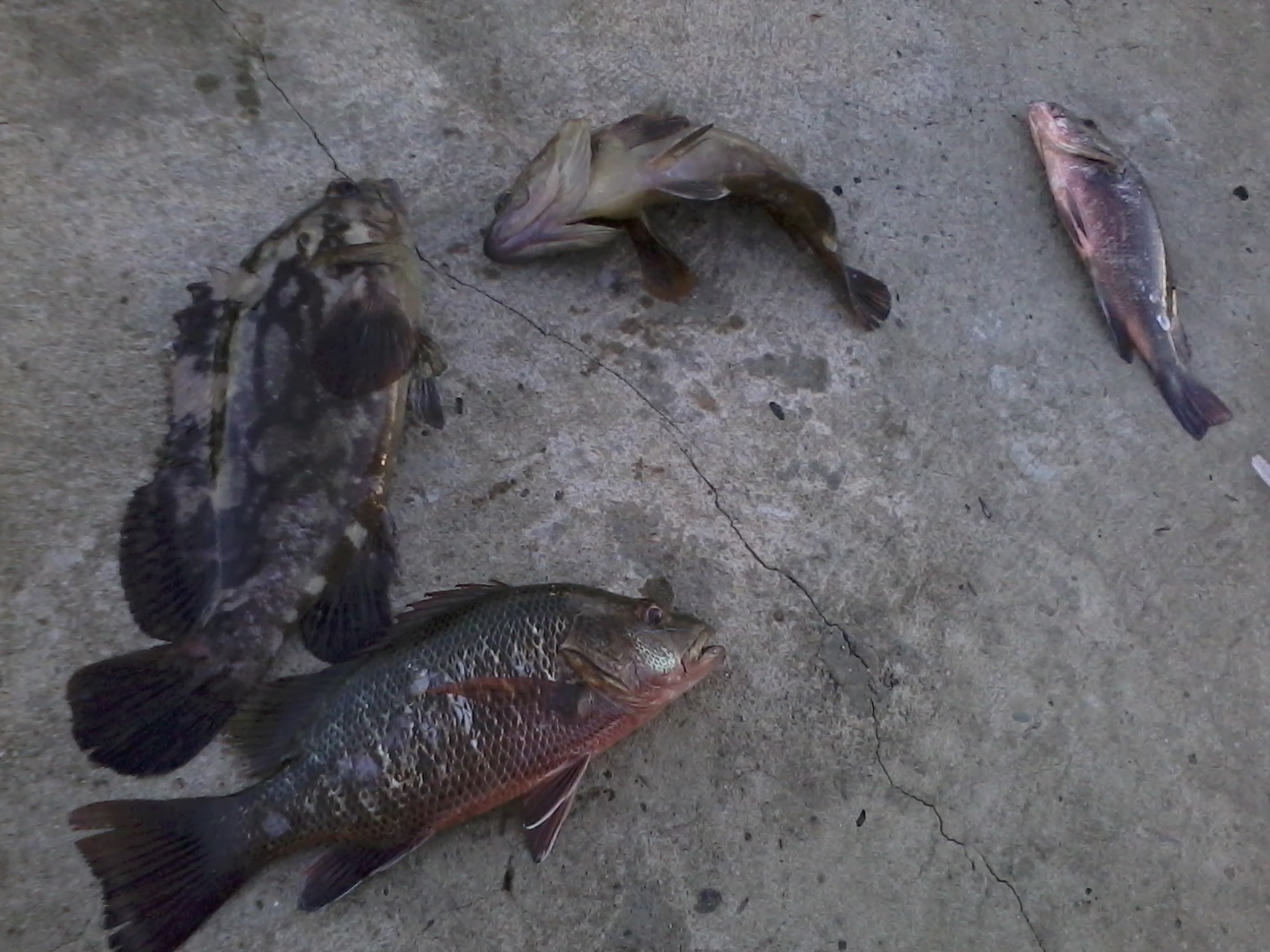 Border Fishing Team (D`FisT): testing hand line