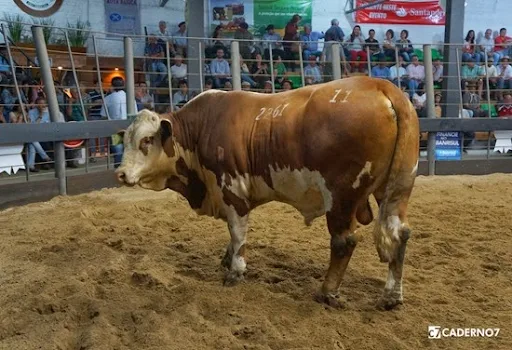 remate_genetica_reunida_expofeiraSG_24-10-2014_001
