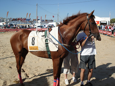 caballos de carreras. las carreras de caballos