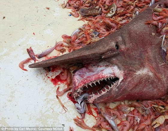 Απίστευτο: Ψαράς έπιασε στον κόλπο του Μεξικού έναν «προϊστορικό» καρχαρία πέντε μέτρων