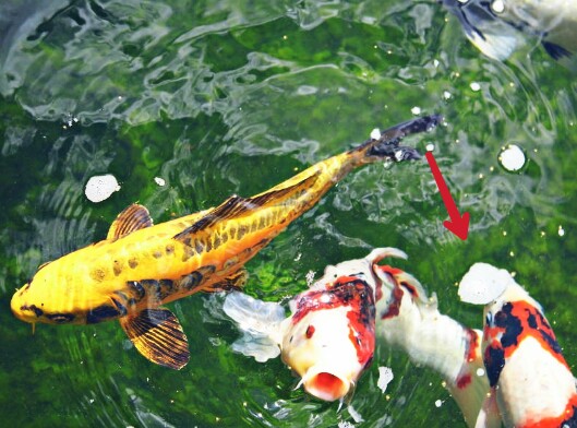 Gambar Ikan Koi Lokal Gambar Ikan HD