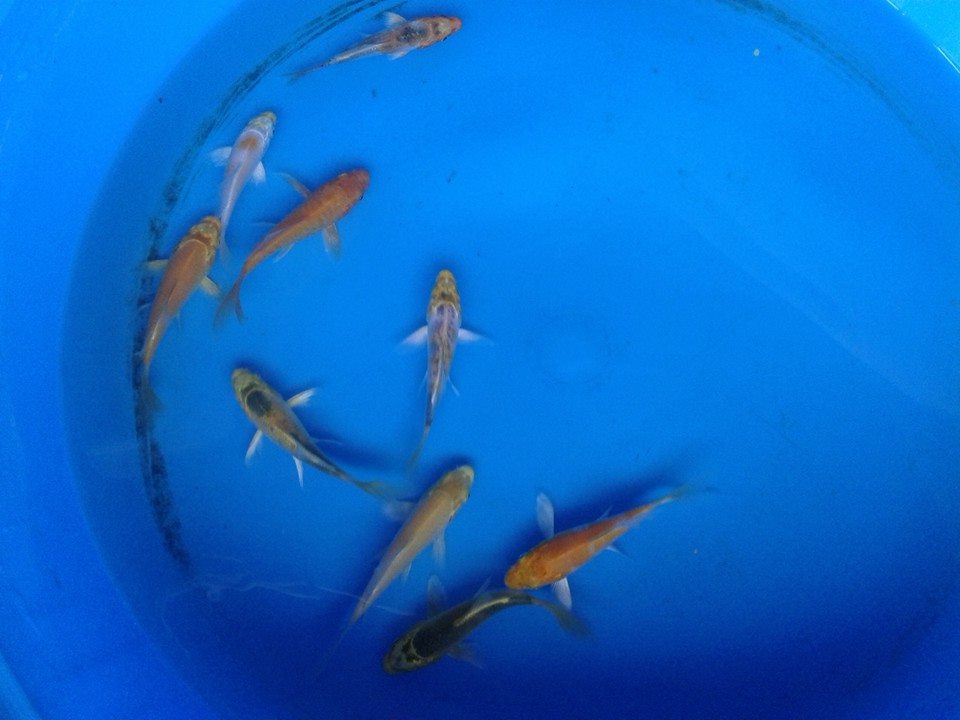 Japanese Koi Sale in Cebu Image