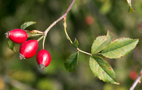 Rose hips, Hayes Common, 22 September 2011.