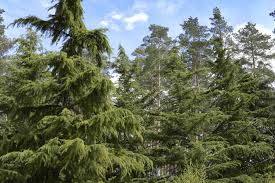 जंगल में वन काटू ने देवदार के पेड़ को अवैध रूप से काटा 