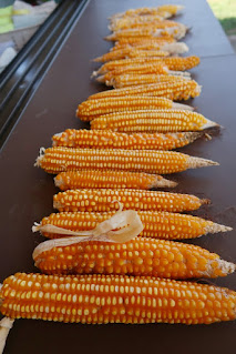 row of dry corn cobs on brown counter top