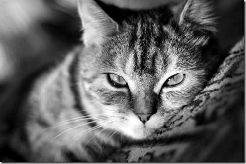 foto  de gato atigrado eso  somnoliento mirando a la cámara